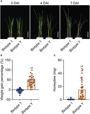 Combined miRNA and mRNA sequencing reveals the defensive strategies of resistant YHY15 rice against differentially virulent brown planthoppers